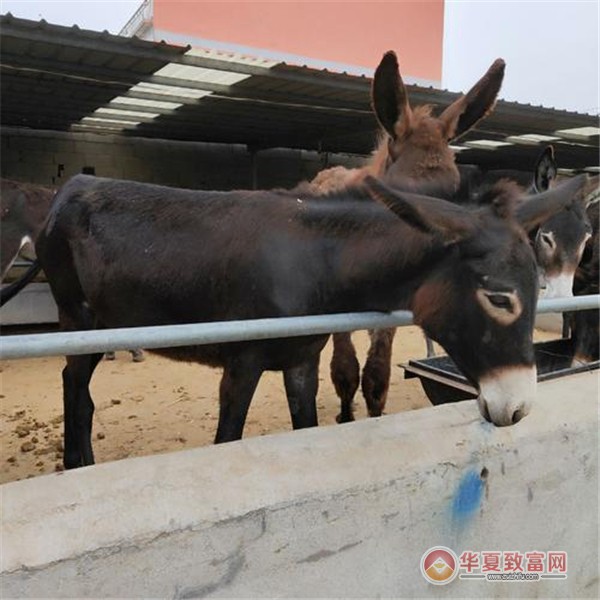 毛驴养殖加盟
